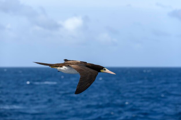 Flying gannet  large seabird with mainly white plumage