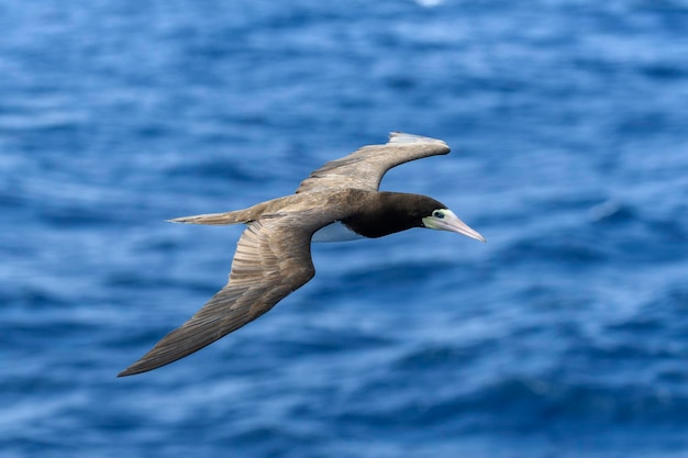 Flying gannet  large seabird with mainly white plumage