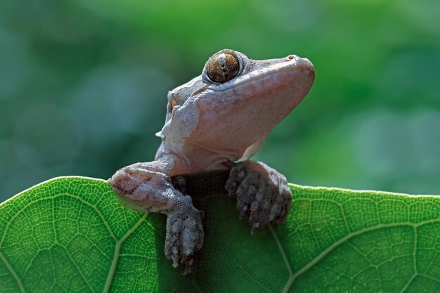 Flying gecko hidding on green leaves flying gecko closeup on tree