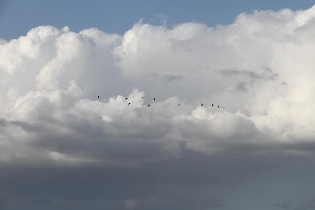 Flying Geese in San Joaquin Wildlife Preserve California