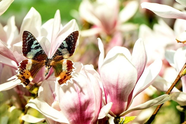 Flying giant tropical butterfly on magnolia