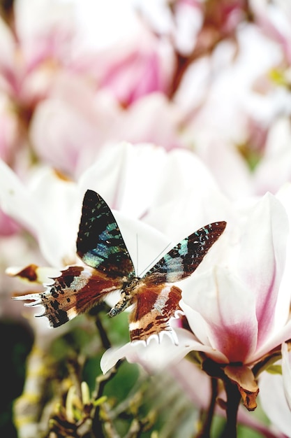 Farfalla tropicale gigante volante sulla magnolia