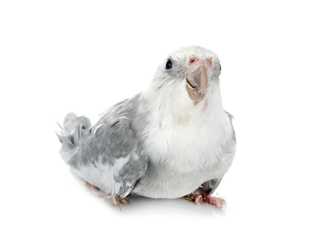 Photo flying gray cockatiel