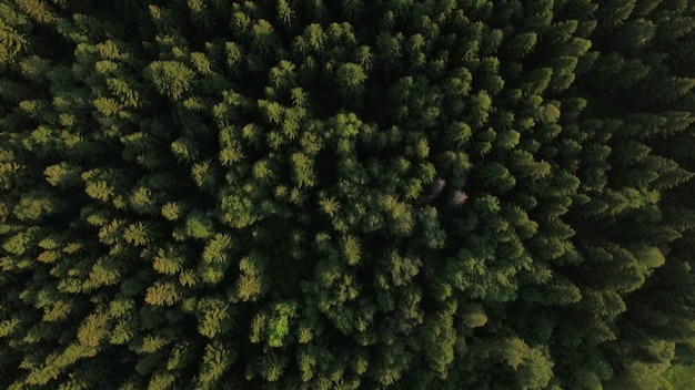 Volando sopra la foresta verde e il villaggio vicino alla strada russia