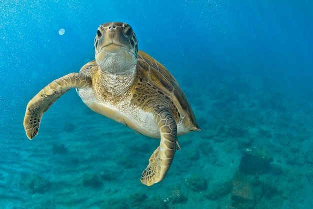 Photo flying green turtle in the blue