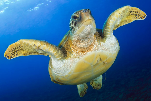 Flying green turtle