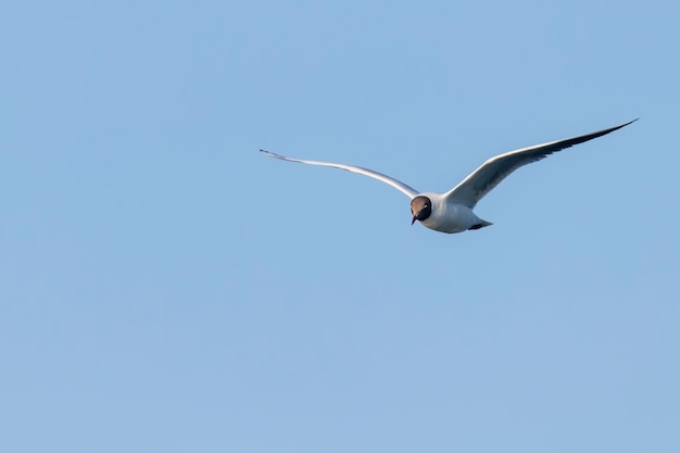 Flying Gull, Black-Headed Gull (Larus ridibundus)