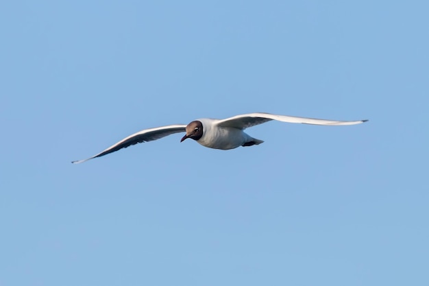 Flying Gull, Black-Headed Gull (Larus ridibundus)
