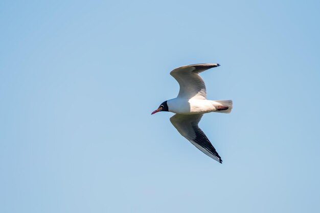Летучая чайка Черноголовая чайка Larus ridibundus