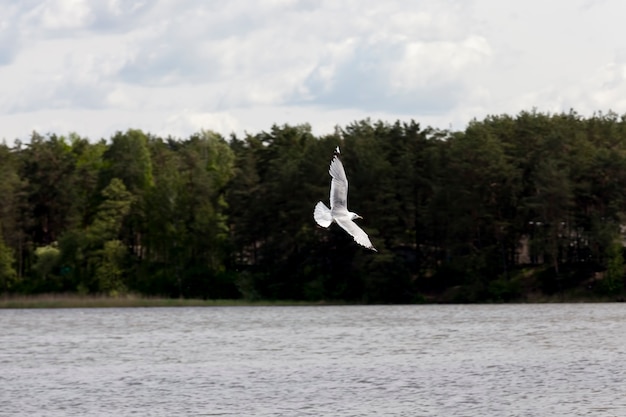 Flying gull over the lake in the summer, wild bird gull looking for food