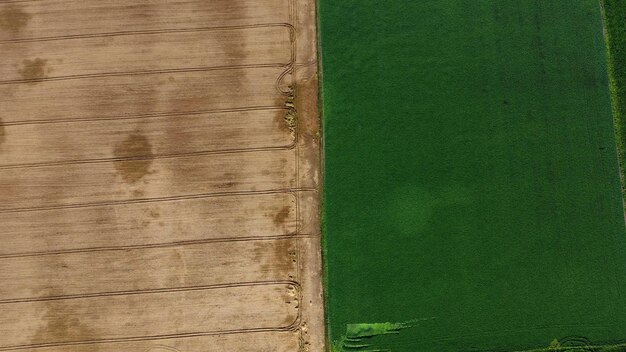 Photo flying over halves yellow wheat and field green agricultural plant agricultural fields with ripe cro