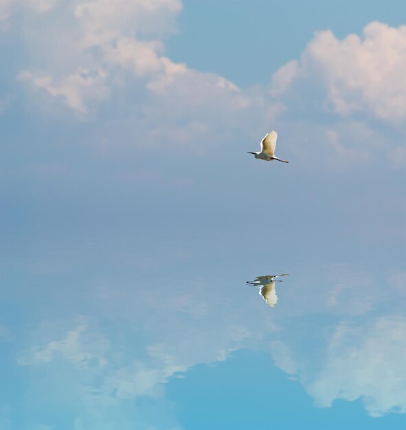 Flying heron reflected in the water