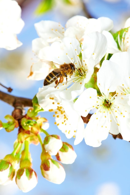 飛んでいるミツバチがリンゴの花からビーポーレンを集める蜂が蜂蜜を集める