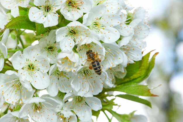 飛んでいるミツバチがリンゴの花からビーポーレンを集める蜂が蜂蜜を集める