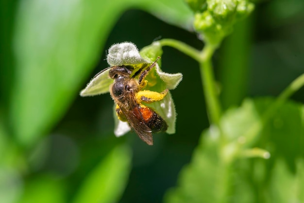 Flying honey bee collecting pollen at flower Bee flying over the flower on natural background