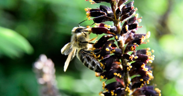 飛んでいるミツバチが野生の花で花粉を集めていますぼかしの背景で野生の花の上を飛んでいるミツバチ