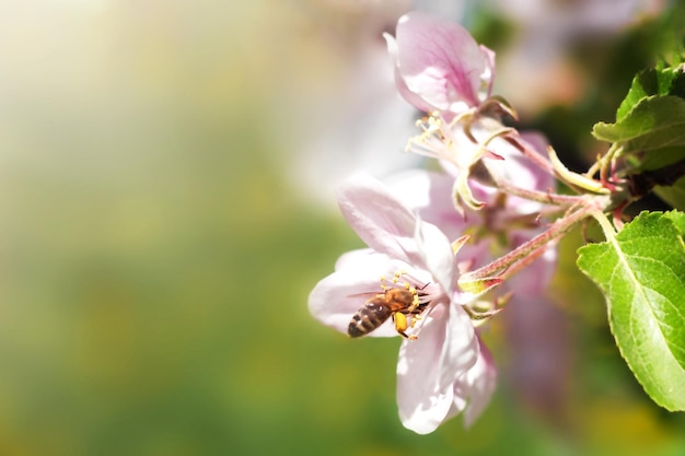 A flying honey bee collects pollen from apple blossoms in the sun Copyspace