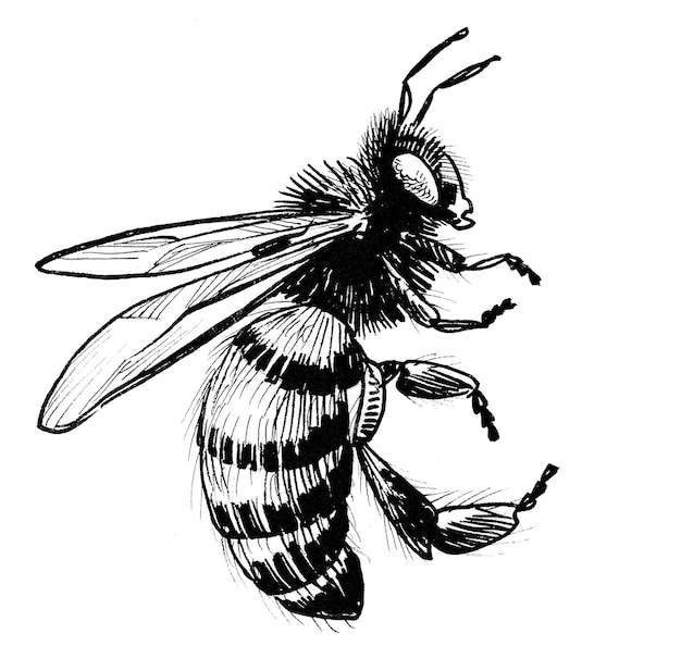 Flying honey bee. Ink black and white drawing