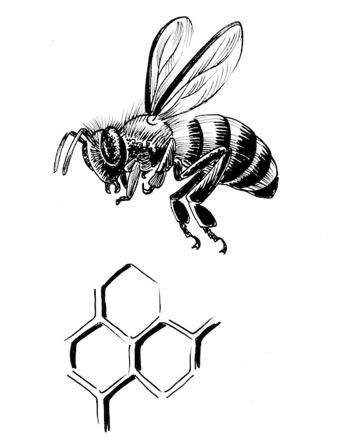 Flying honey bee. Ink black and white drawing