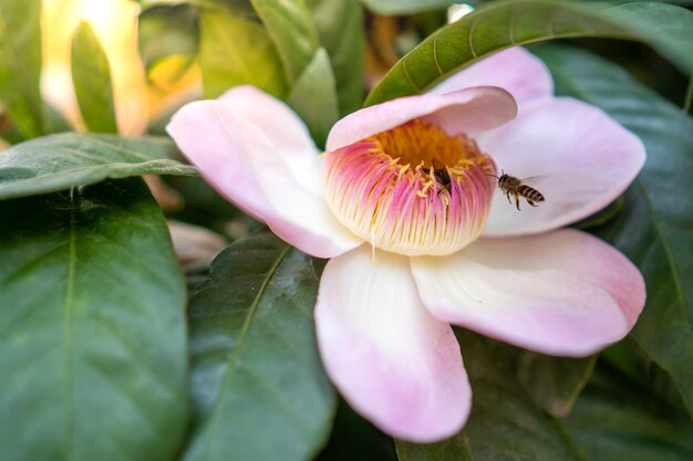 Flying honey bee toward pink flower.