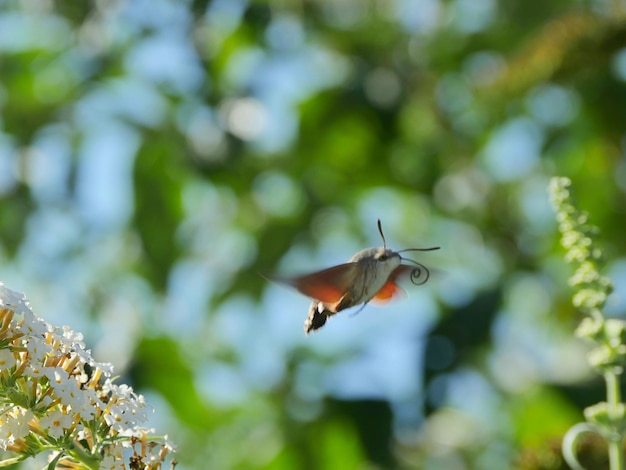 Photo flying hummingbird hawk-moth