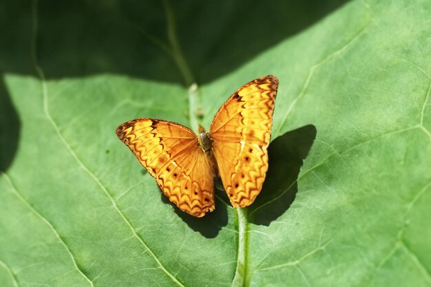Летающее насекомое животное цветок сосание бабочки конского каштана со смешанной черной текстурой