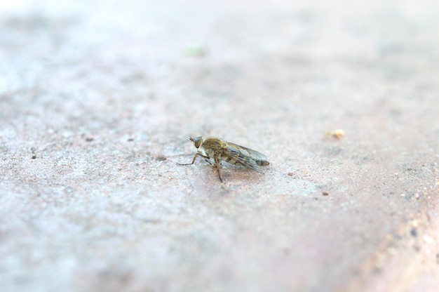 空飛ぶ昆虫