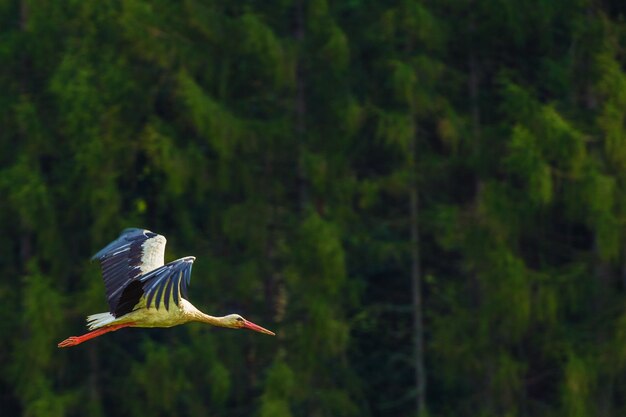 Flying Large White Stork Bird Wild Birds Photo Collection