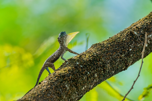 플라잉 도마뱀 (Draco Lizard) 나무 줄기에있어