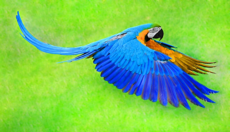 Photo 緑の背景に分離された空飛ぶコンゴウインコオウム