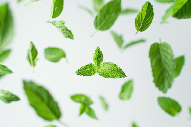 Flying mint leaves over white background