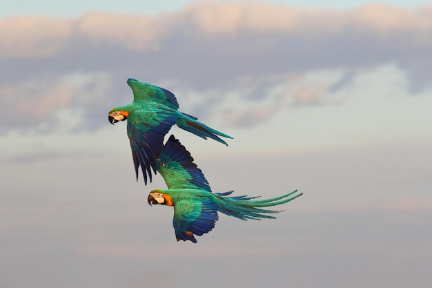 空飛ぶオウムが楽しそうに空を飛んでいます。