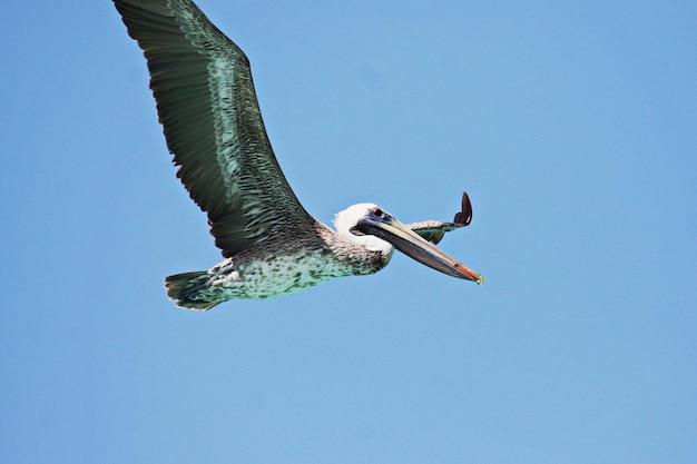 Photo flying pelican