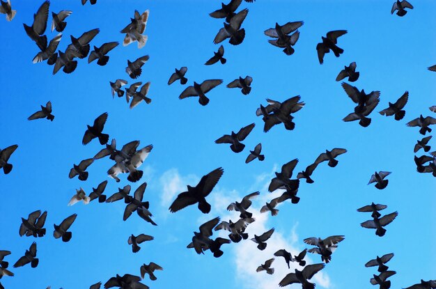 Photo flying pigeons