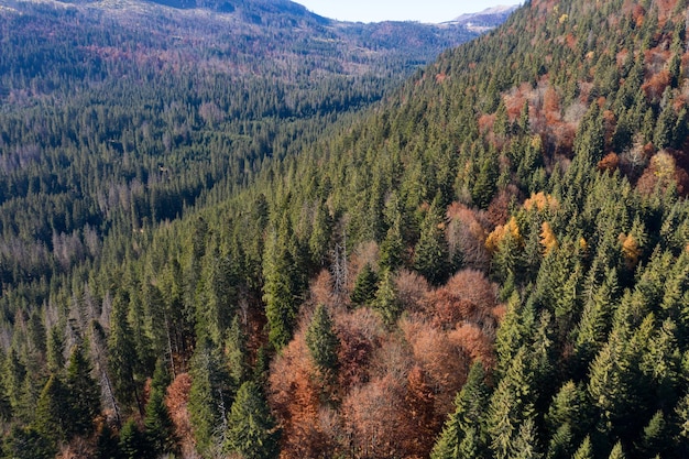 Flying over pine tree forest Aerial view of wild evergreen wood