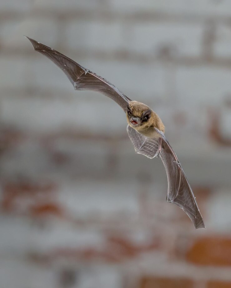 Foto flying pipistrelle in front of white brick wall