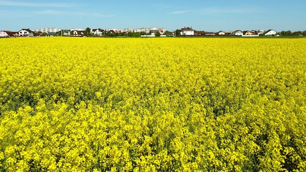 Flying over the rapeseed field during rapeseed flowers blooming