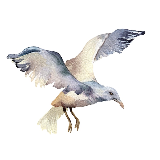 Flying sea gull watercolor illustration isolated on white background