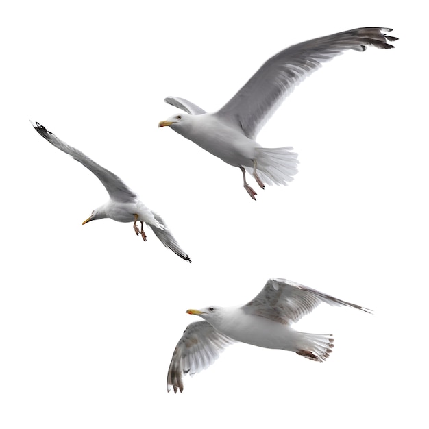 Photo flying sea gulls isolated on the white background