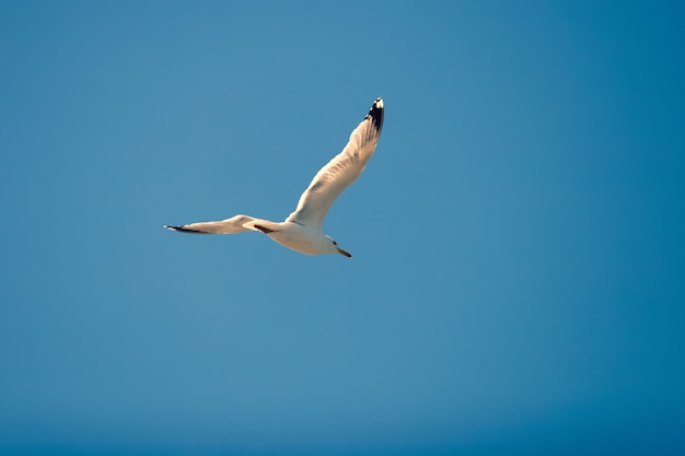 Flying seagull against the blue sky