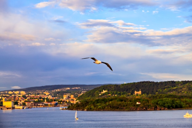 Flying seagull against the sky and the city