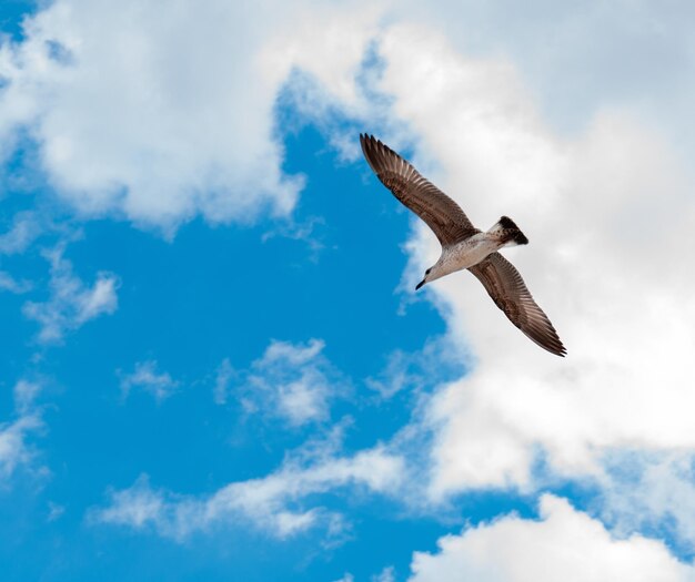 A flying seagull against the sky on a sunny day