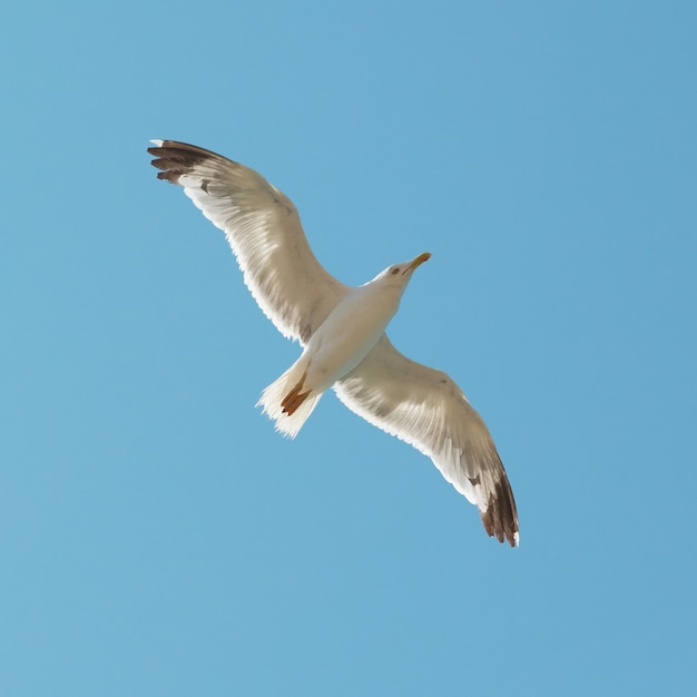 Flying seagull on the blue sky background.