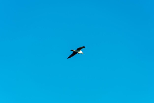 A flying seagull over the forest against the blue sky a bird in the sky migration of seasonal birds