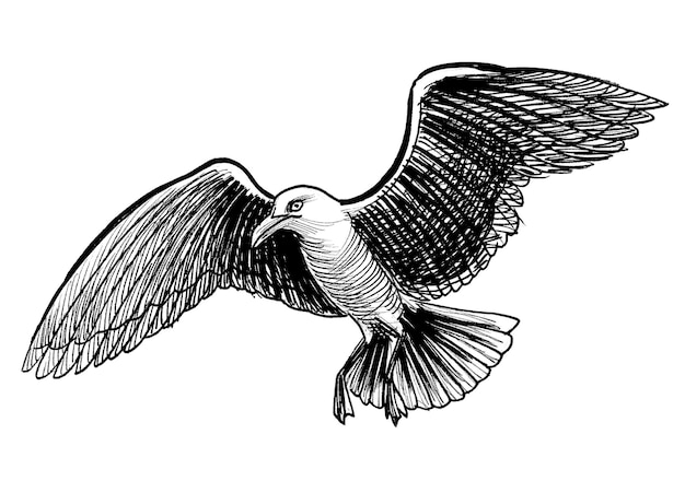 Flying seagull Ink black and white drawing