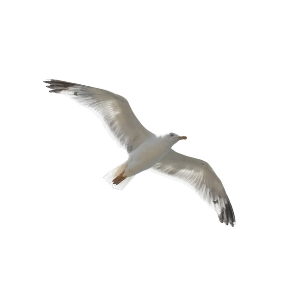 Flying seagull isolated on the white background.