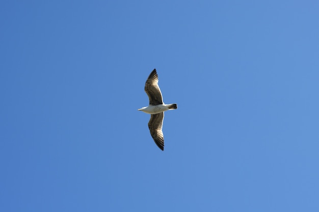 Flying seagull sea bird view from below blue sky