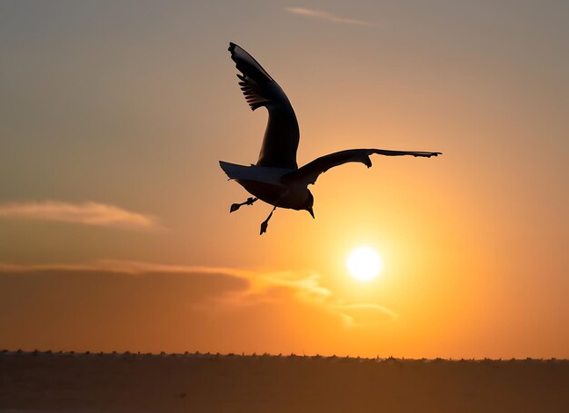 A flying seagull silhouette in sunset sky and beach