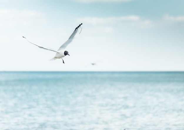 Flying seagull in the sky close up