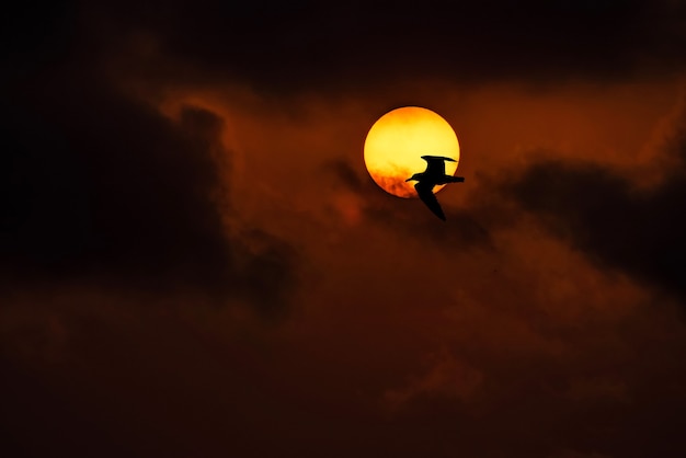 Flying seagull on the sun background